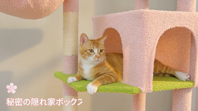 Amazon | PETEPELA(ぺテぺラ) キャットタワー 大型猫用 スリム 多頭